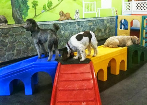 Pet Store «Creature Comforts and Pawsitively Marblehead», reviews and photos, 52 Atlantic Ave, Marblehead, MA 01945, USA