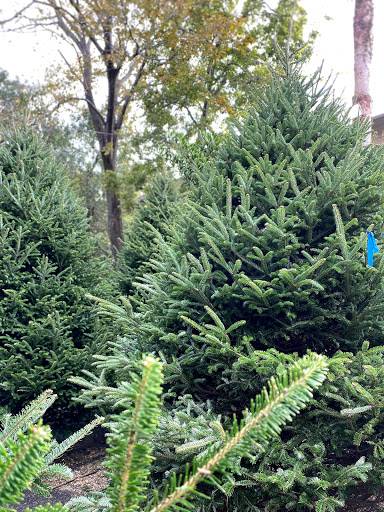 Florist «Tanglewood Flowers & Garden», reviews and photos, 5518 Dolores St, Houston, TX 77056, USA