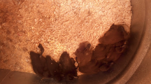 Animal Feed Store «Wilco Farm Store», reviews and photos, 1905 NE Four Acre Pl, Corvallis, OR 97330, USA