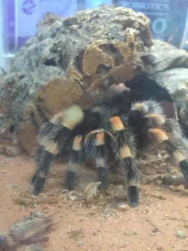 Pet Supply Store «El Granero Feed & Pet Supplies», reviews and photos, 2228 Church Ln, San Pablo, CA 94806, USA