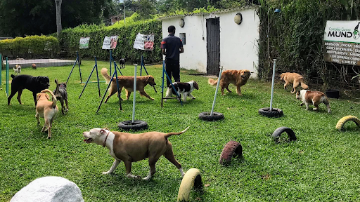 Dog accommodation Bucaramanga