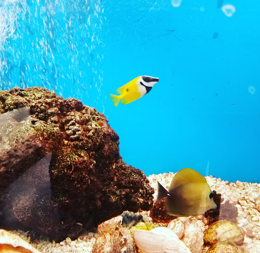 Pet Store «Pet World Warehouse Outlet», reviews and photos, 2984 S 108th St, Milwaukee, WI 53227, USA