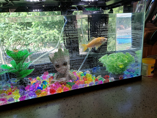 Pet Supply Store «Petco Animal Supplies», reviews and photos, 717 SE Geary St #101, Albany, OR 97321, USA