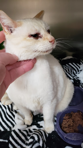 4113 Spring Garden St, Greensboro, NC 27407, USA