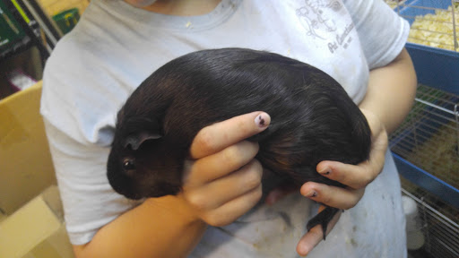 Pet Store «Pet Connection», reviews and photos, 1441 W State St, Alliance, OH 44601, USA