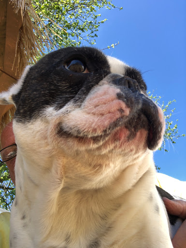 Pet Boarding Service «Howliday Inn Suites & Treats Pet Resort», reviews and photos, 1 Davis Ct, Hurricane, WV 25526, USA