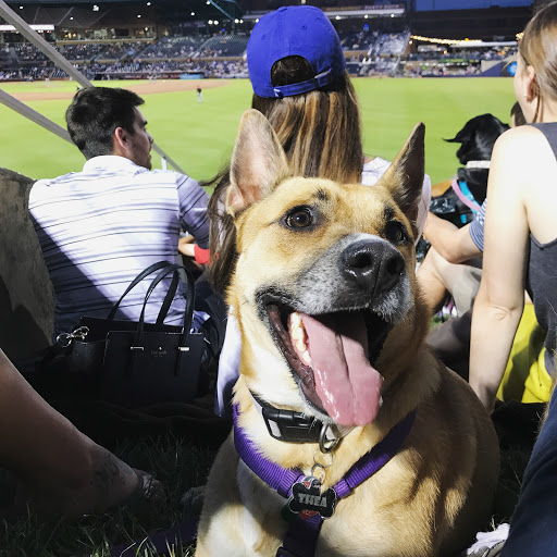 Stadium «Durham Bulls Athletic Park», reviews and photos, 409 Blackwell St, Durham, NC 27701, USA