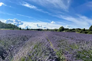 Lavender fields image
