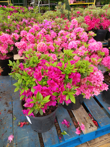 Produce Market «Produce Junction Inc», reviews and photos, 272 Pottstown Pike, Exton, PA 19341, USA