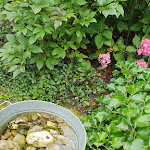 Photo n°16 de l'avis de Klaus.e fait le 05/08/2023 à 19:59 sur le  Café Bistro Haasenmühle à Solingen