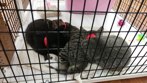 Pet Supply Store «Pet Supermarket, Inc.», reviews and photos, 6755 W Indiantown Rd, Jupiter, FL 33458, USA