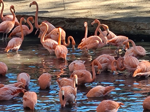 Amusement Park «Kiddie Park», reviews and photos, 3015 Broadway St, San Antonio, TX 78209, USA