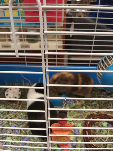 Pet Supply Store «PetSmart», reviews and photos, 5080 Riverside Dr #601, Macon, GA 31210, USA
