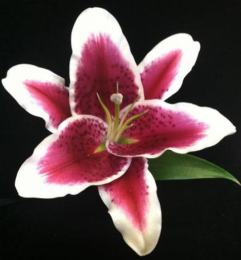 Florist «Stargazer Premier Florist», reviews and photos, 925 NW Circle Blvd, Corvallis, OR 97330, USA