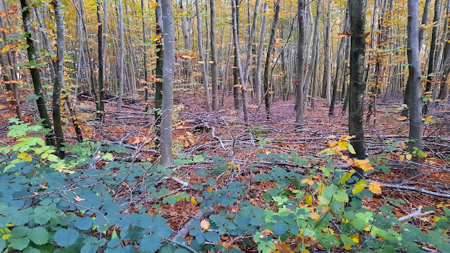 Hundeskov Aabenraa - Sportskompleks