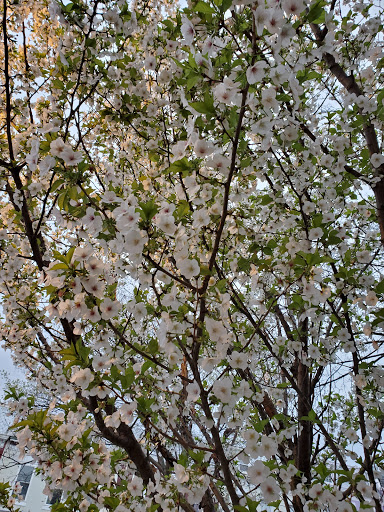 Park «Crispus Attucks Park», reviews and photos, 23 U St NW, Washington, DC 20001, USA