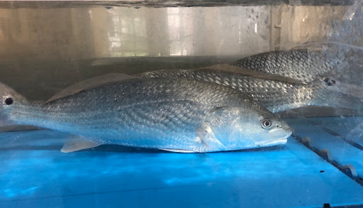 Seafood Market «Kenney Seafood Inc», reviews and photos, 400 Pontchartrain Dr, Slidell, LA 70458, USA