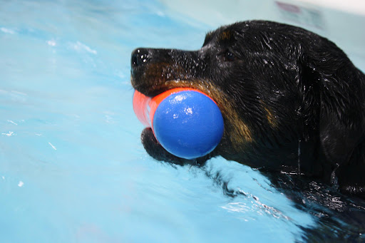 Pet Store «The Dog Dive», reviews and photos, 1613 Riverview Dr, Kalamazoo, MI 49004, USA