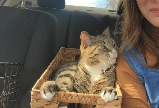 Pet Supply Store «The Animal Connection», reviews and photos, 2550 2550 Judah St & 31st Ave, San Francisco, CA 94122, USA