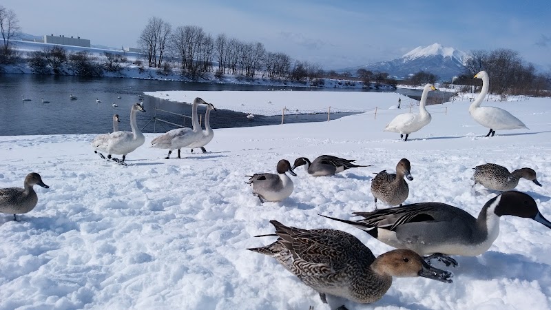 白鳥観察小屋 こーやまるくん