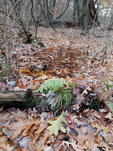 Nature Preserve «Tom S Cooperrider-Kent Bog State Nature Preserve», reviews and photos, 1028 Meloy Rd, Kent, OH 44240, USA