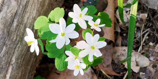 Park «Harrods Creek Park», reviews and photos, 6530 Montero Dr, Prospect, KY 40059, USA