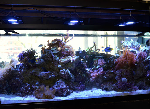 Tropical Fish Store «Life Aquatic», reviews and photos, 9 South Ave, New Canaan, CT 06840, USA
