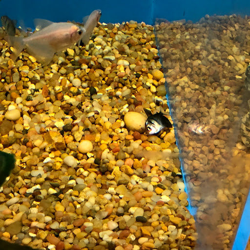 Pet Supply Store «PetSmart», reviews and photos, 4151 Turtle Creek Dr, Coral Springs, FL 33067, USA