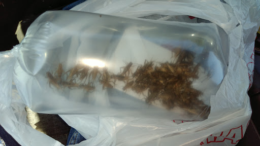 Pet Store «Pet World», reviews and photos, 7173 W Broward Blvd, Plantation, FL 33317, USA