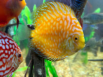 Aquagems Discus - Photo 6 - Car repair in Spring Hill, FL, Spring Hill