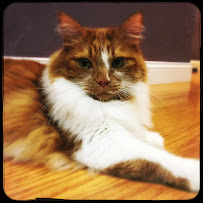 Pet City Sitters - Photo 7 - Car repair in , Boston