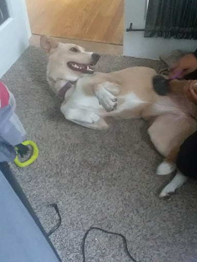 Pet Adoption Service «Humane Society for Greater Nashua», reviews and photos