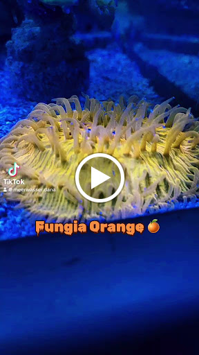 Meerwasser Dana Aquaristik unter Krefeld, 
