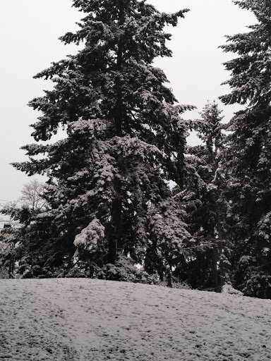 Park «Northacres Park», reviews and photos, 12718 1st Ave NE, Seattle, WA 98125, USA