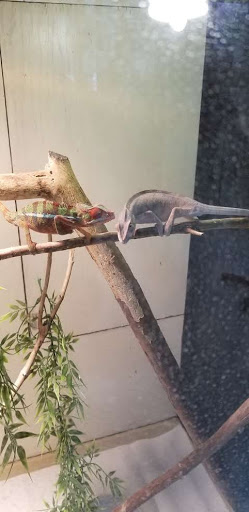 Pet Store «Inland Reef Pet Store», reviews and photos, 817 Cross Lanes Dr, Cross Lanes, WV 25313, USA