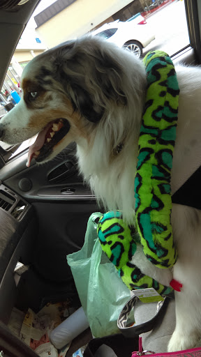 Pet Supply Store «Pet Supplies Plus», reviews and photos, 107 Erie Blvd W, Rome, NY 13440, USA