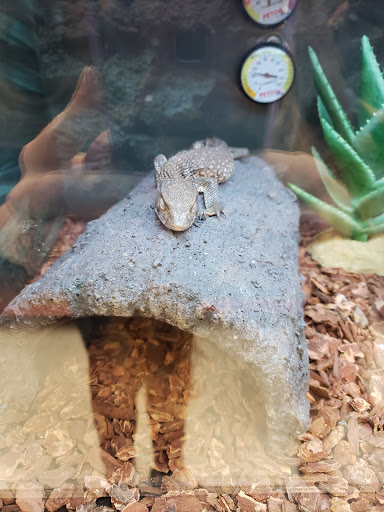 Pet Supply Store «Petco Animal Supplies», reviews and photos, 2131 Pleasant Hill Rd, Duluth, GA 30096, USA