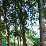 Photo n°3 de l'avis de Atena.i fait le 16/08/2019 à 09:06 sur le  Bar Chiosco La Pineta à Santa Croce