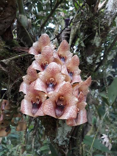 Jardín Botánico "Las Orquídeas" - Centro de jardinería