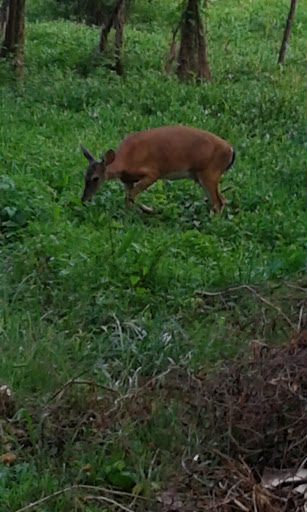 Golf Club «Myers Park Country Club Golf», reviews and photos, 2415 Roswell Ave, Charlotte, NC 28209, USA