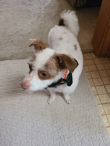 Pet Supply Store «Petco Animal Supplies», reviews and photos, 2722 N Josey Ln #107, Carrollton, TX 75007, USA