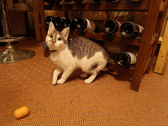 Organic Wines - Praha