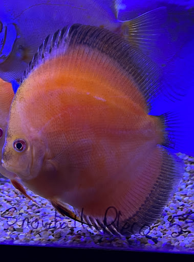 Tropical Fish Store «The Hidden Reef, Inc», reviews and photos, 4501 New Falls Rd, Levittown, PA 19056, USA