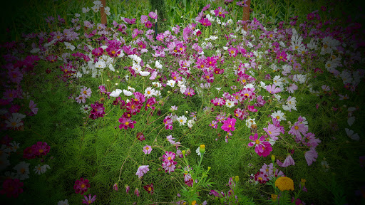 Farm «Bella Organic Farm», reviews and photos, 16205 NW Gillihan Rd, Portland, OR 97231, USA