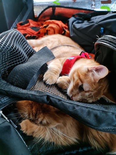 Clínica Veterinaria Wau en Molina de Segura