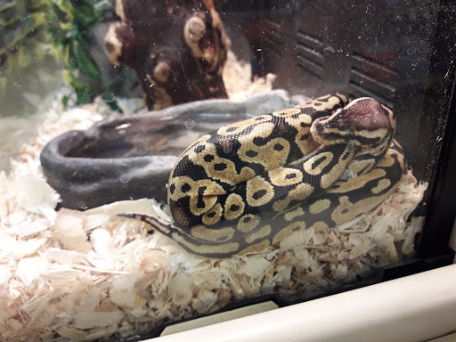 Pet Supply Store «PetSmart», reviews and photos, 1116 S Rochester Rd, Rochester Hills, MI 48307, USA