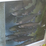 Photo n°3 de l'avis de Klaus.. fait le 01/11/2021 à 11:45 sur le  Entenmühle Gasthof & Pension in Bayern à Gefrees