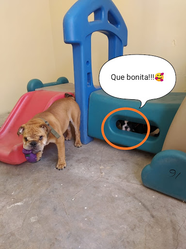 Centro Integral Canino