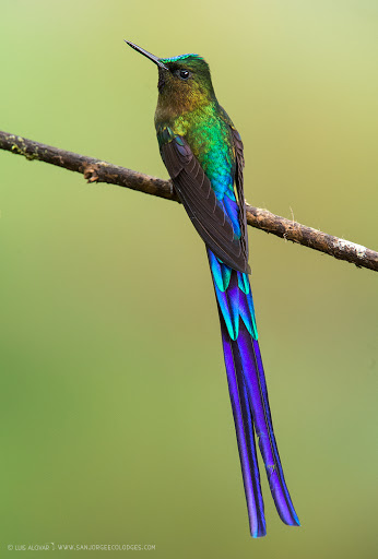 San Jorge Eco-lodge Tandayapa - Hummingbird Sanctuary