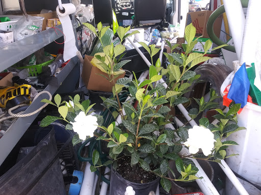 Hardware Store «Ace Handiman Hardware», reviews and photos, 705 N Atlantic Ave, Cocoa Beach, FL 32931, USA